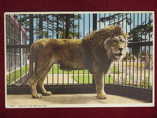 LION AT THE BRISTOL ZOO viaggiata anni 50 #8965