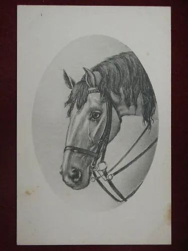 HORSES illustrata no viaggiata anni 10 #8970