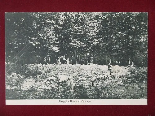 FIUGGI Bosco di Castagni viaggiata anni 40 #8381